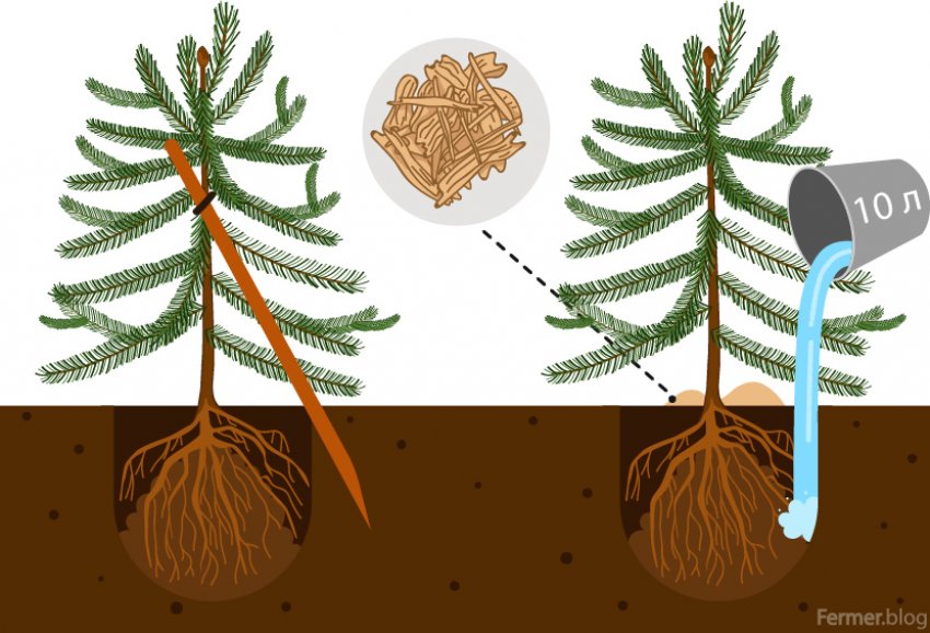 Схема посадки пихти