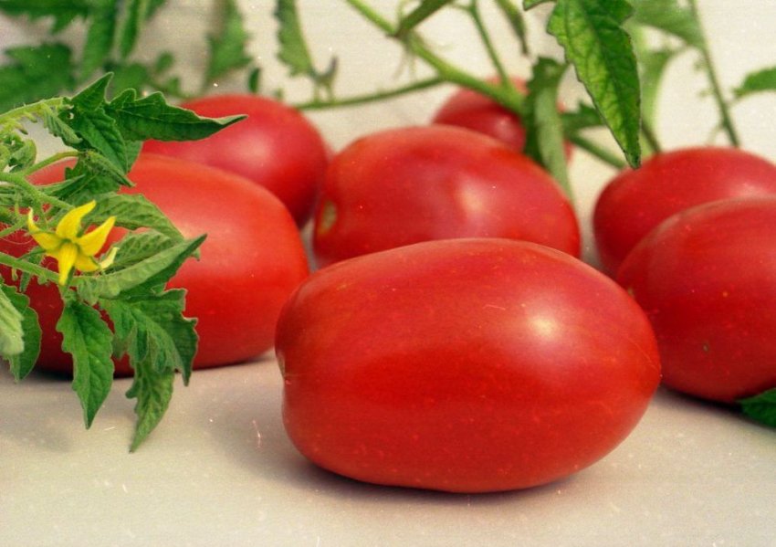 Помідори сорту Паленка