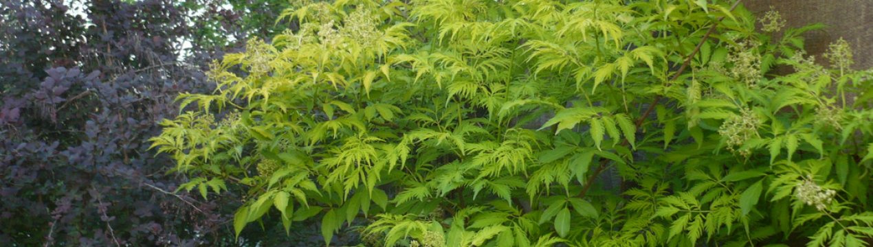 Опис бузини сорту "Плюмоза Ауреа", посадка та догляд