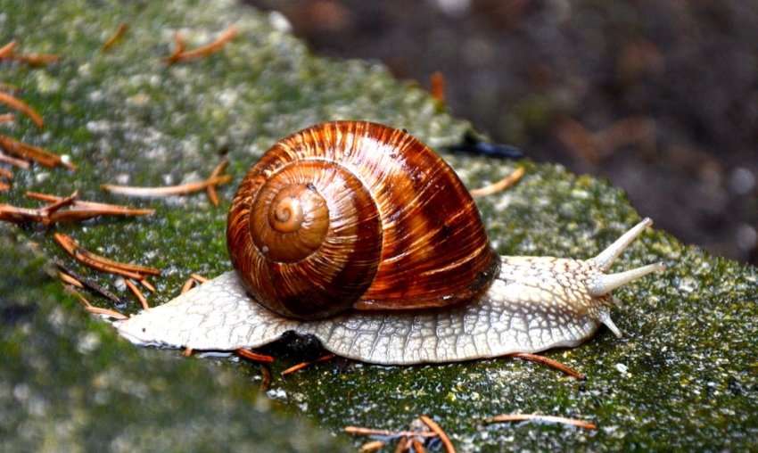 Тернопільські фермери готові сформувати ринок вуликів в Україні