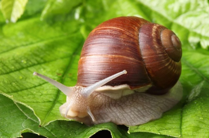 Тернопільські фермери готові сформувати ринок вуликів в Україні