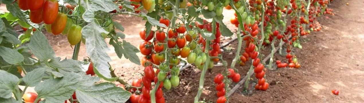 Помідори «Паленка»: опис, агротехніка вирощування