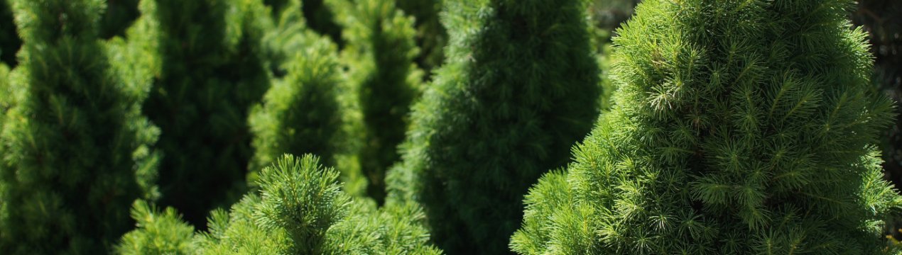 Застосування, посадка та догляд за сортами ялиці Коніки