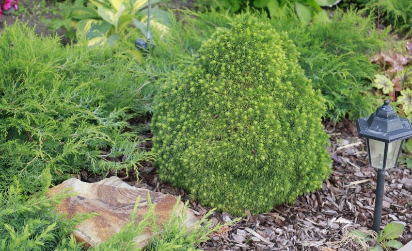 Єль Альберта Глобе Єль Альберта Глобе