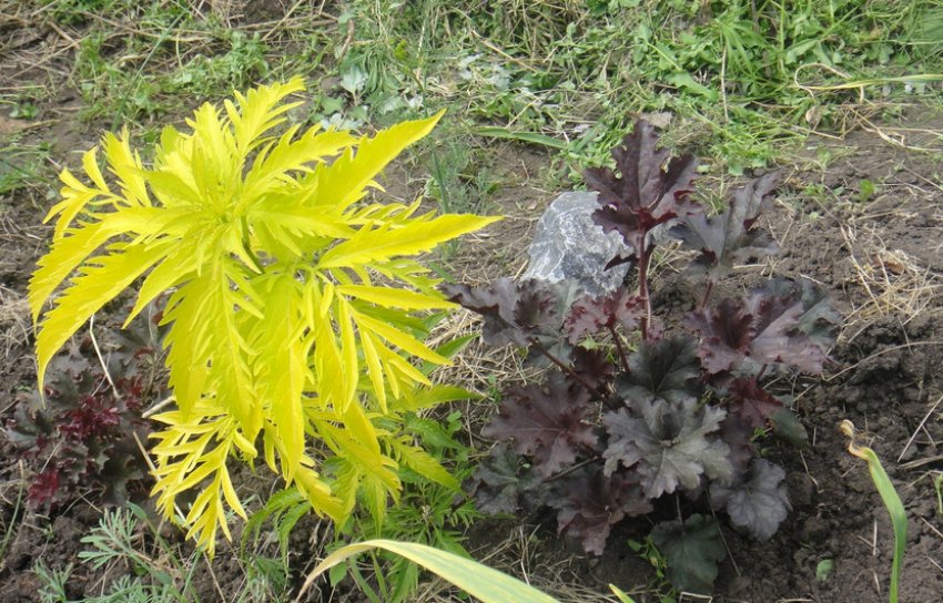 Посадка бузини