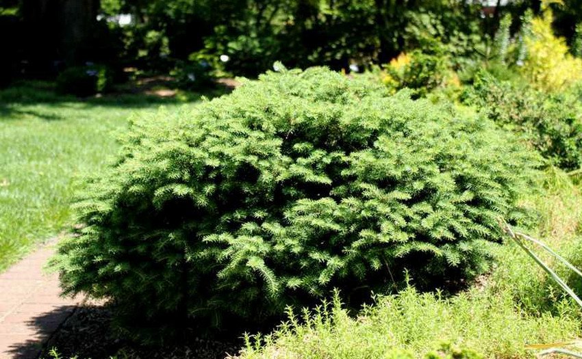 Єль Елеганс Компакта Єль Елеганс Компакта