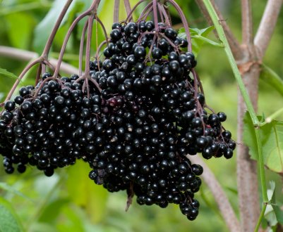 Де і як правильно посадити чорну смородину