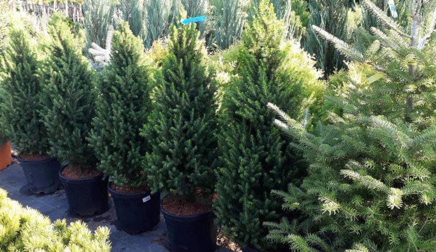 Єль канадська Грудень Єль канадська Грудень