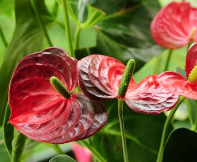 Антуріум Андре: догляд в домашніх умовах