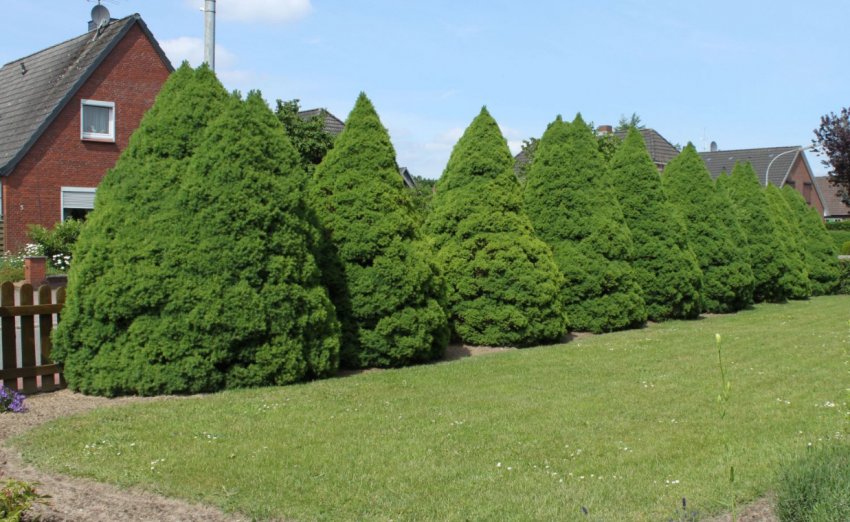 Живий паркан з ялин Коніка Живий паркан з ялин Коніка