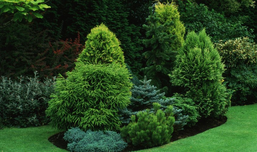 Ялина Коніка в поєднанні з іншими деревами Ялина Коніка в поєднанні з іншими деревами