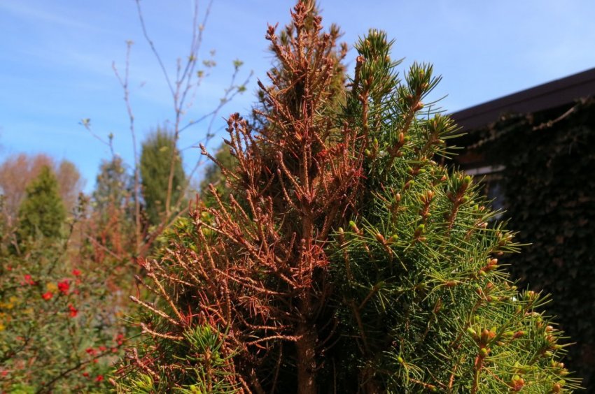 Трахеомікоз ялини Трахеомікоз ялини