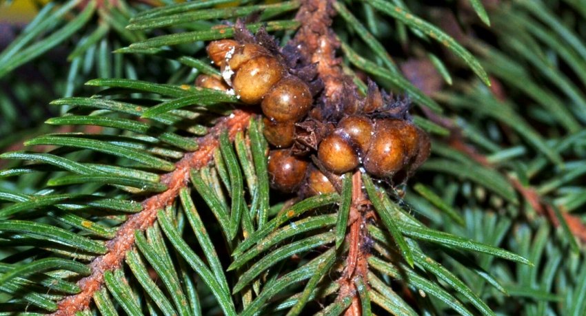 Ялинова поздовжник Ялинова поздовжник