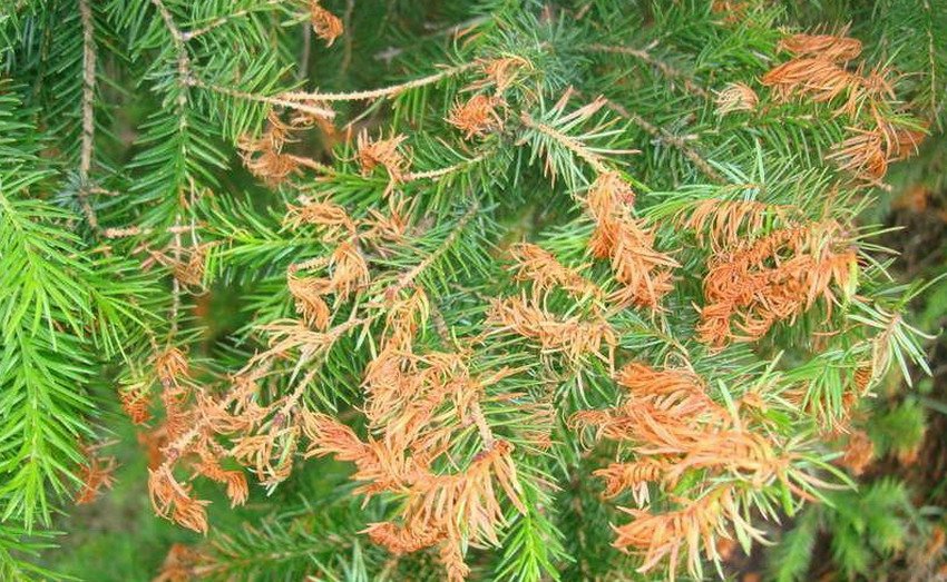 Ржавчина ялини Ржавчина ялини