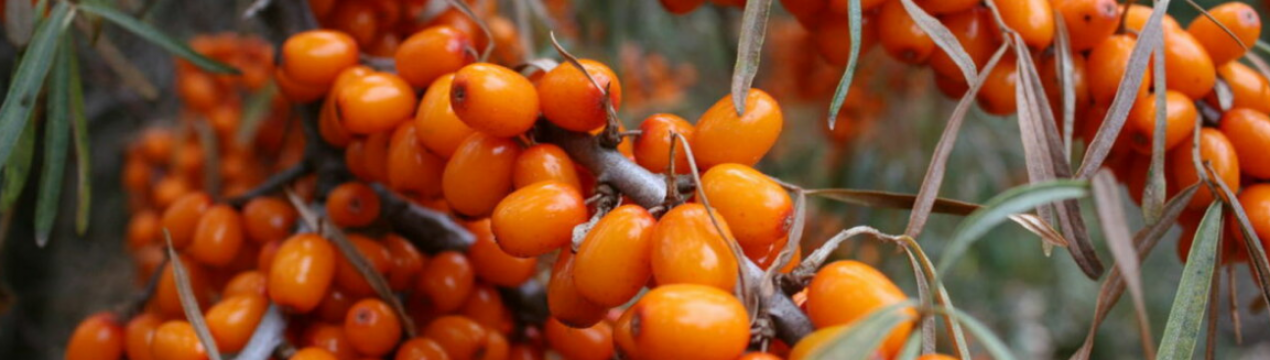 Описание облепихи сорта Елизавета, её посадка и уход