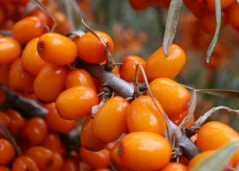 Описание облепихи сорта Елизавета, её посадка и уход