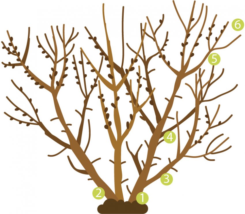 Строение облепихи