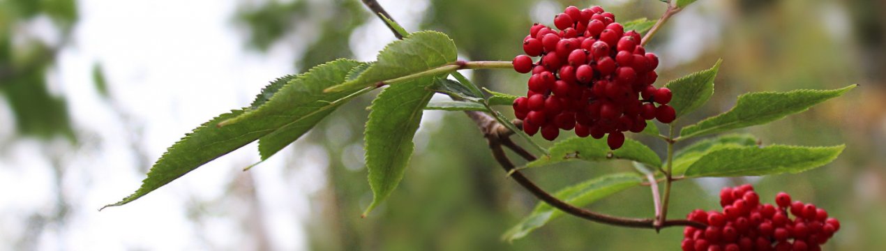 Як можна помножити червону бузину?