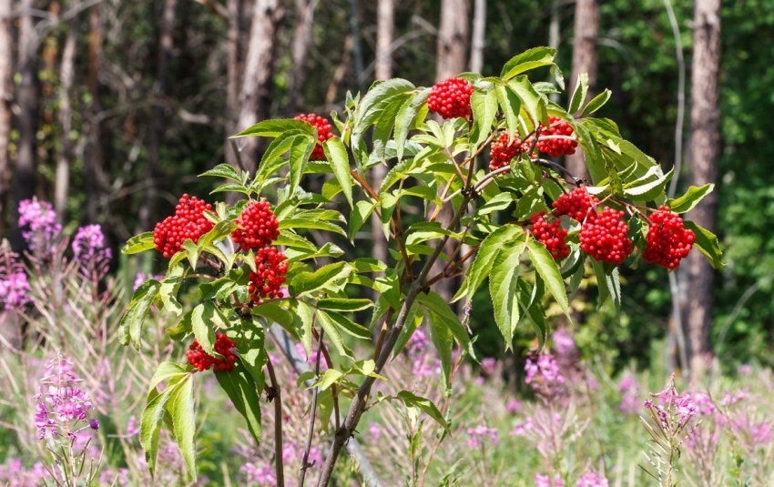 Бузина червона Бузина червона