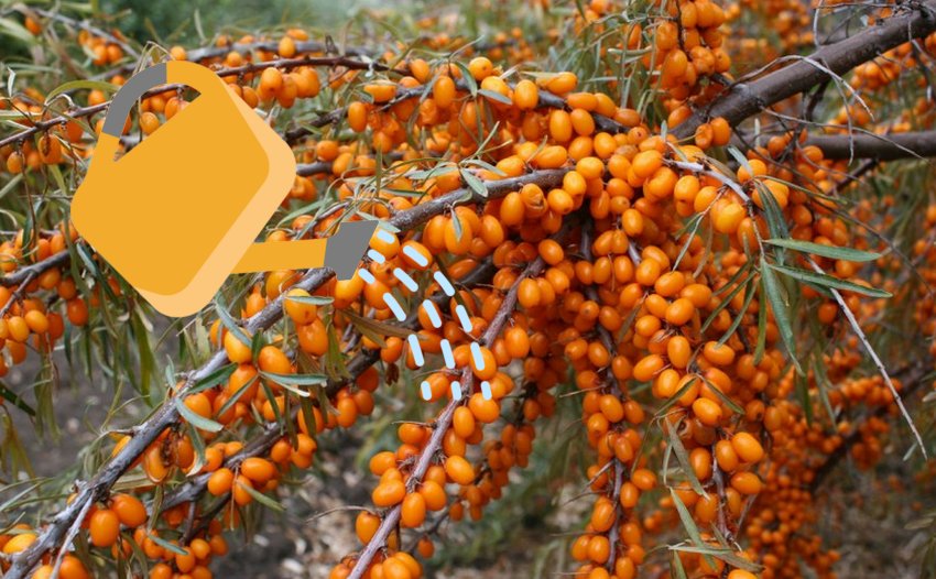 Полив облепихи