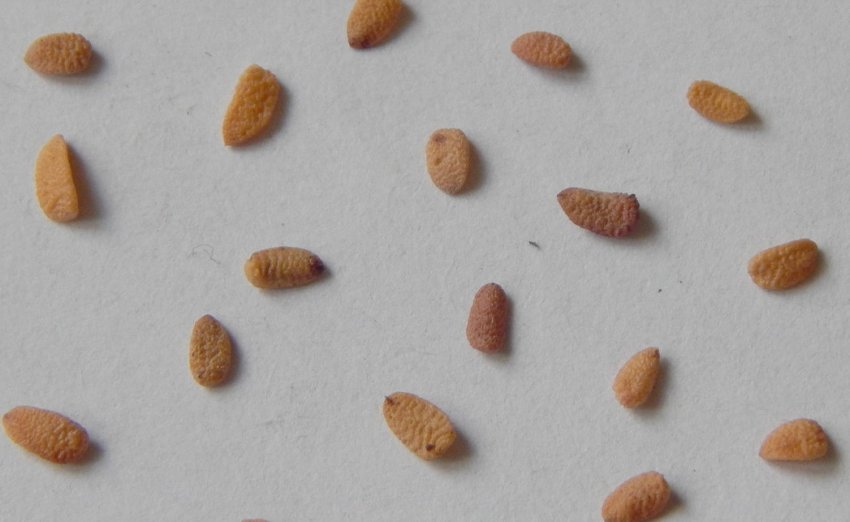 Семена бузини Семена бузини