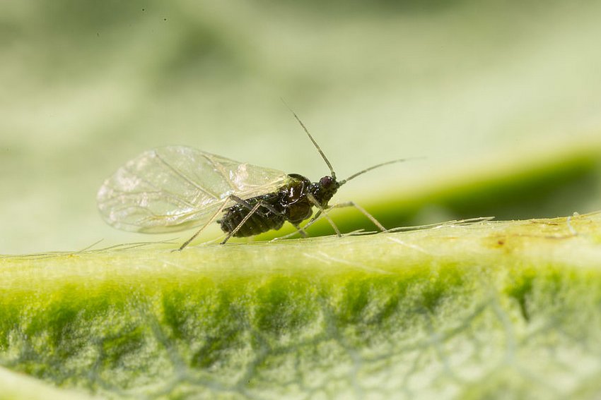 Бобовая тля