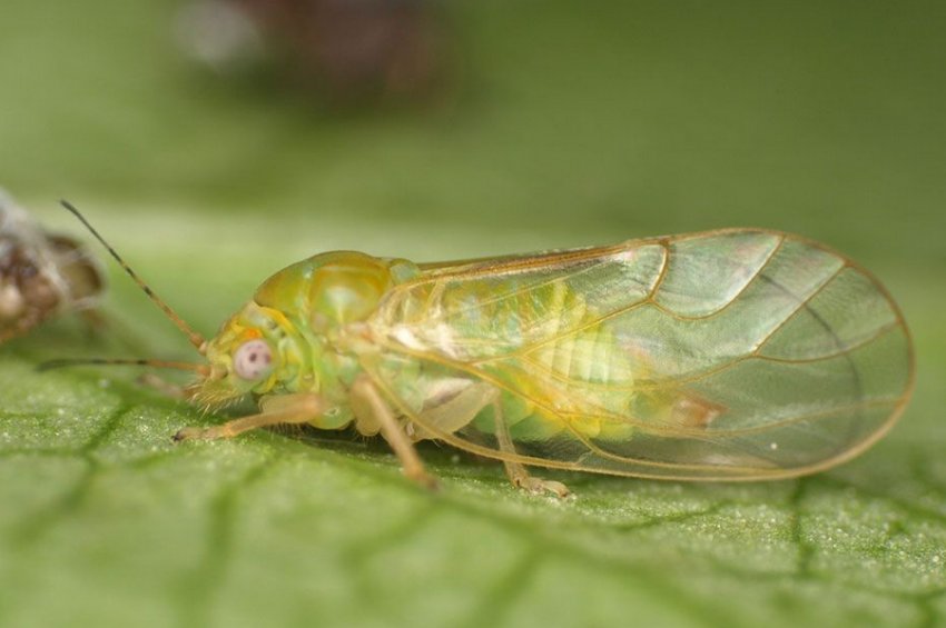 Облепиховая медяница