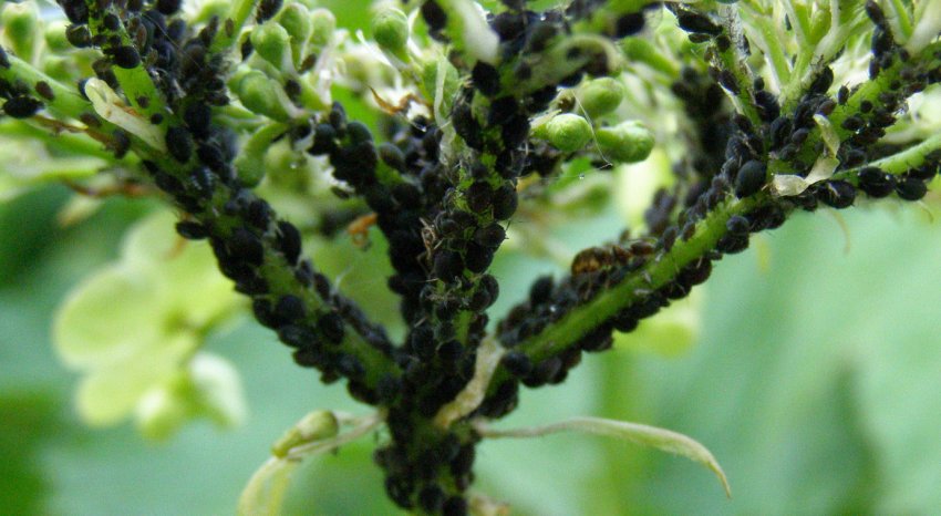 Тля на бузині Тля на бузині