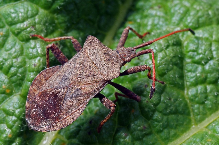 Щавельный клоп