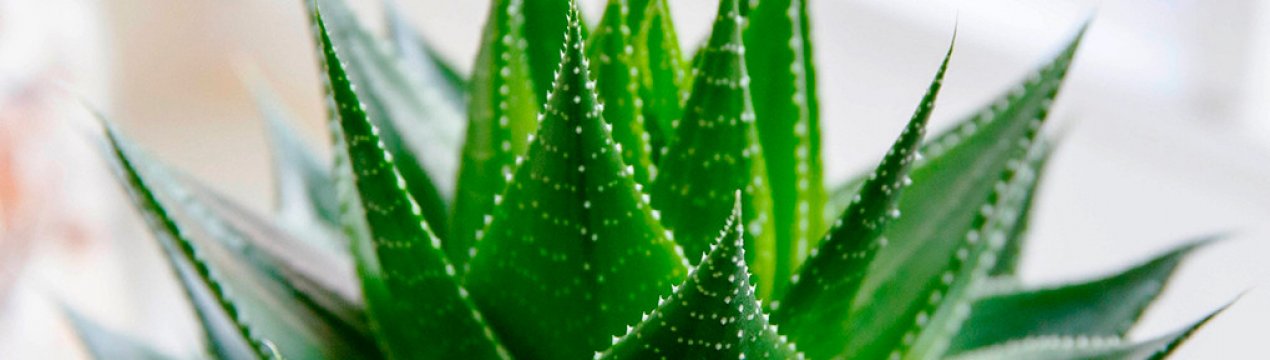 Способи розмноження алое в домашніх умовах, особливості догляду