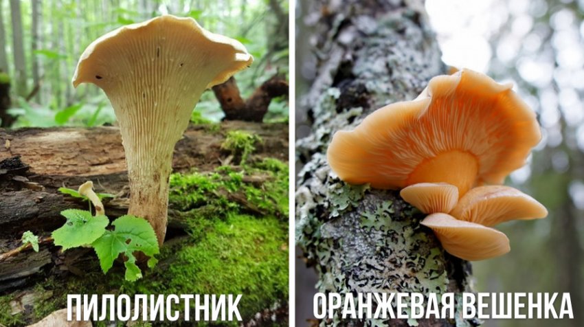 Чем пахнут вешенки при жарке. Смотреть фото Чем пахнут вешенки при жарке. Смотреть картинку Чем пахнут вешенки при жарке. Картинка про Чем пахнут вешенки при жарке. Фото Чем пахнут вешенки при жарке