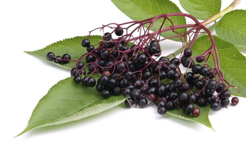 Ягоди чорної бузини