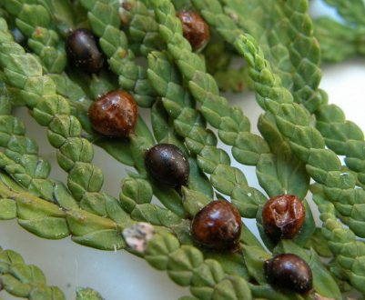 Боротьба з щитовкою і ложнощитовкою на тлі