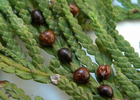 Боротьба з щитовкою і ложнощитовкою на тлі