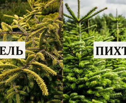 Отличия пихты и ели от других хвойных