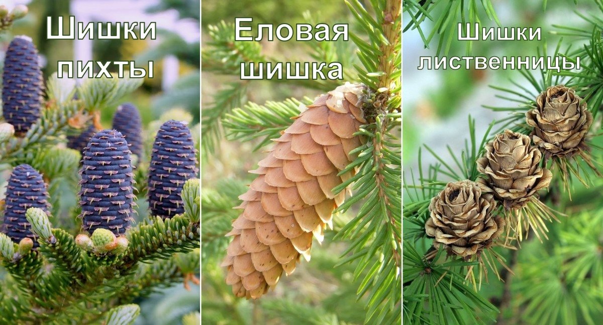 Виды Шишек Хвойных Деревьев Картинки