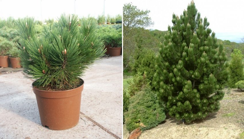 Сосна Ден Оуден Сосна Ден Оуден