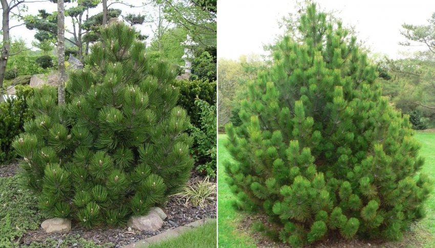 Сосна Ден Оуден в ландшафтном дизайне Сосна Ден Оуден в ландшафтном дизайне