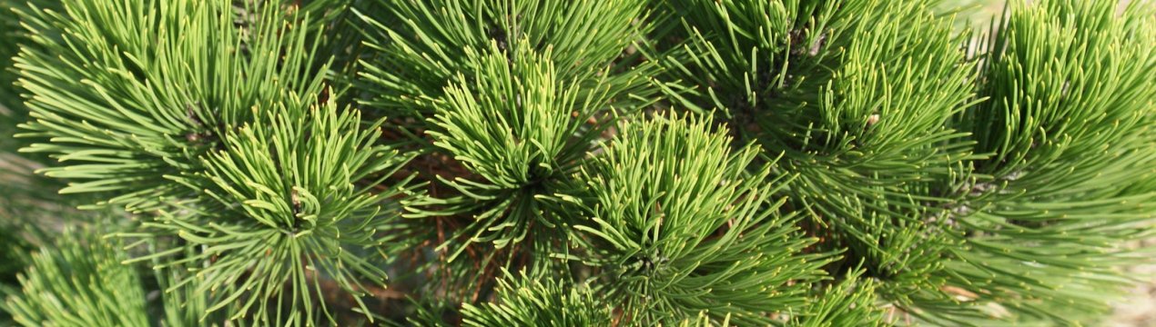 Описание сосны Гельдрейха сорта Ден Оуден, её посадка и уход за ней