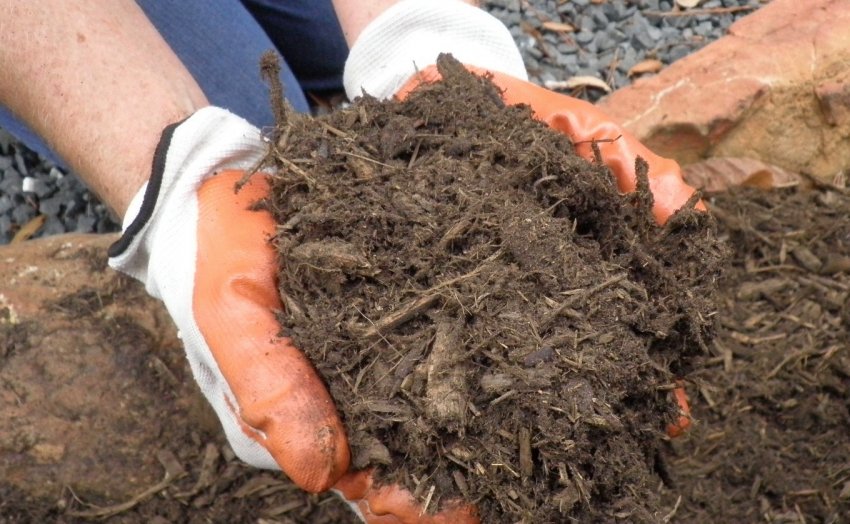 Мульча для сосны Мульча для сосны