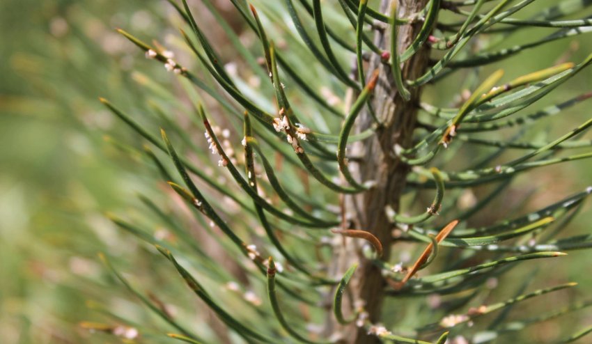 Шютте сосны Шютте сосны