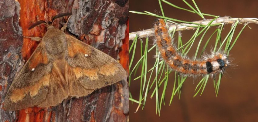 Сосновый шелкопряд Сосновый шелкопряд