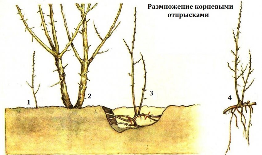 Размножение облепихи корневыми отпрысками