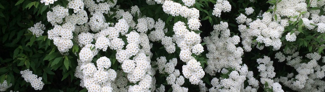 Властивості куща спіреї Вангутта