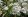 Цветки спиреи вангутта