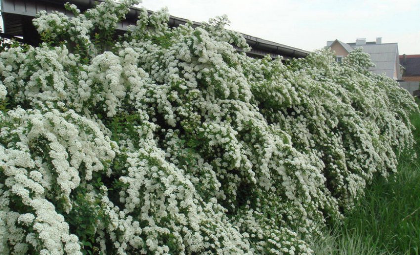 Спірея вангутта Біла Спірея вангутта Біла