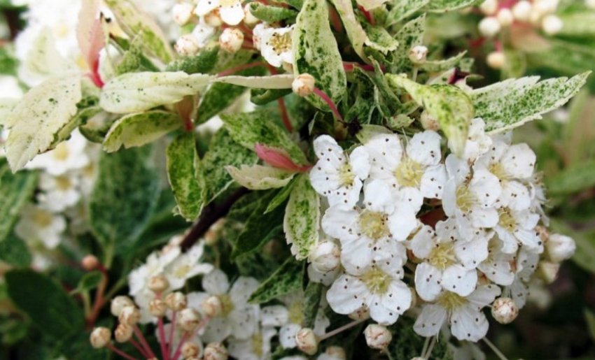 Спірея Пінк айс Спірея Пінк айс
