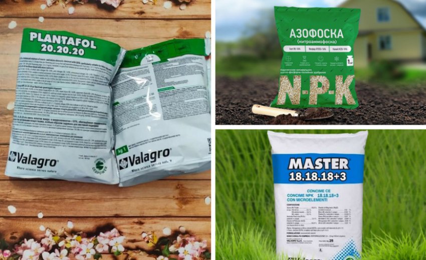 Підживлення для спіреї вангутта Підживлення для спіреї вангутта