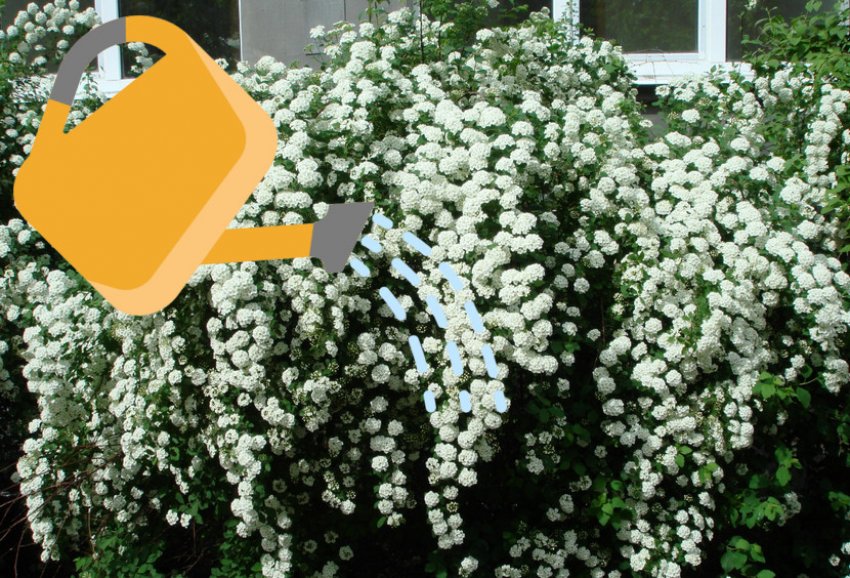 Полив спіреї вангутта Полив спіреї вангутта