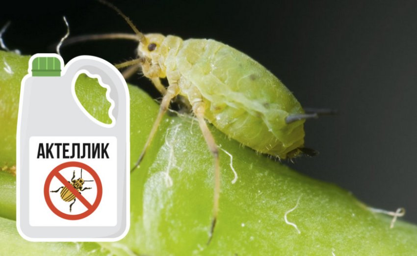 Боротьба з порошитницею на спіреї Боротьба з порошитницею на спіреї